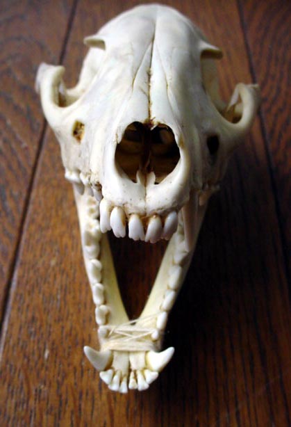 SKULL-tanuki.jpg